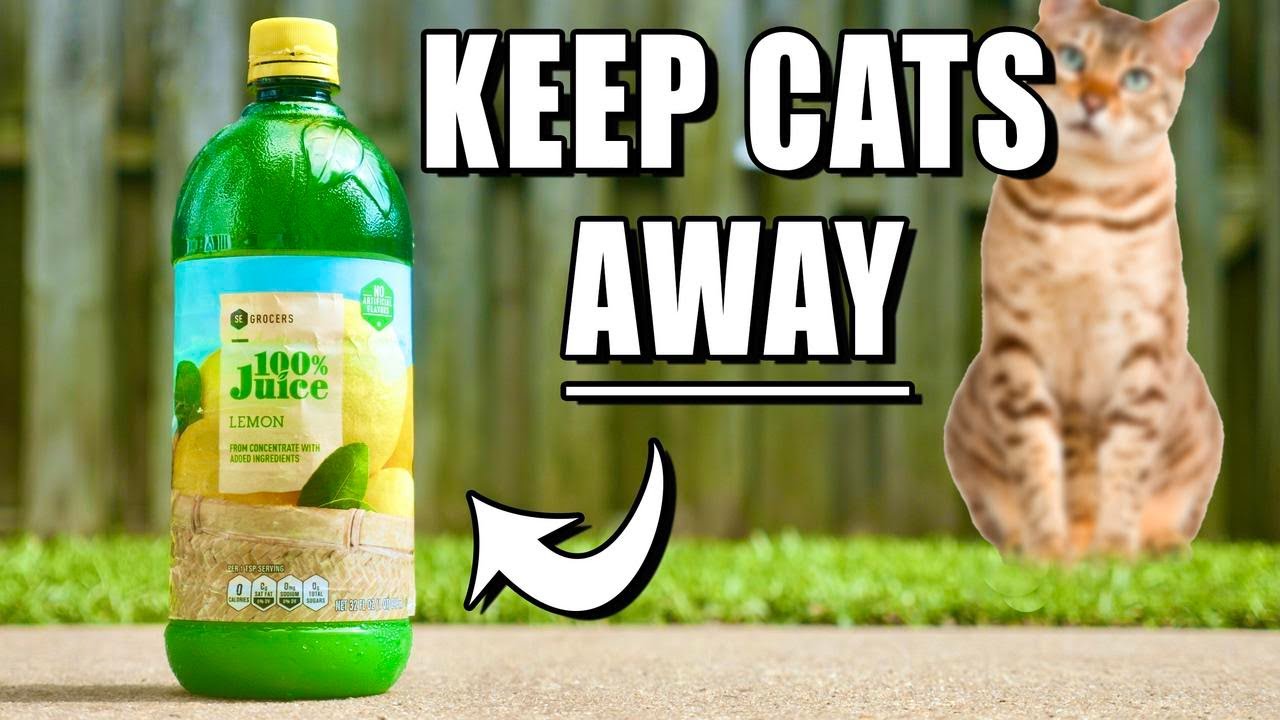 Natural solutions to deter cats