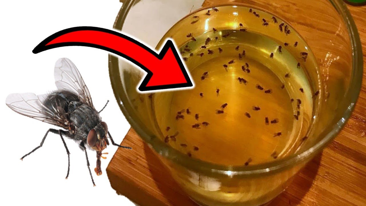 How to Get Rid of Flies