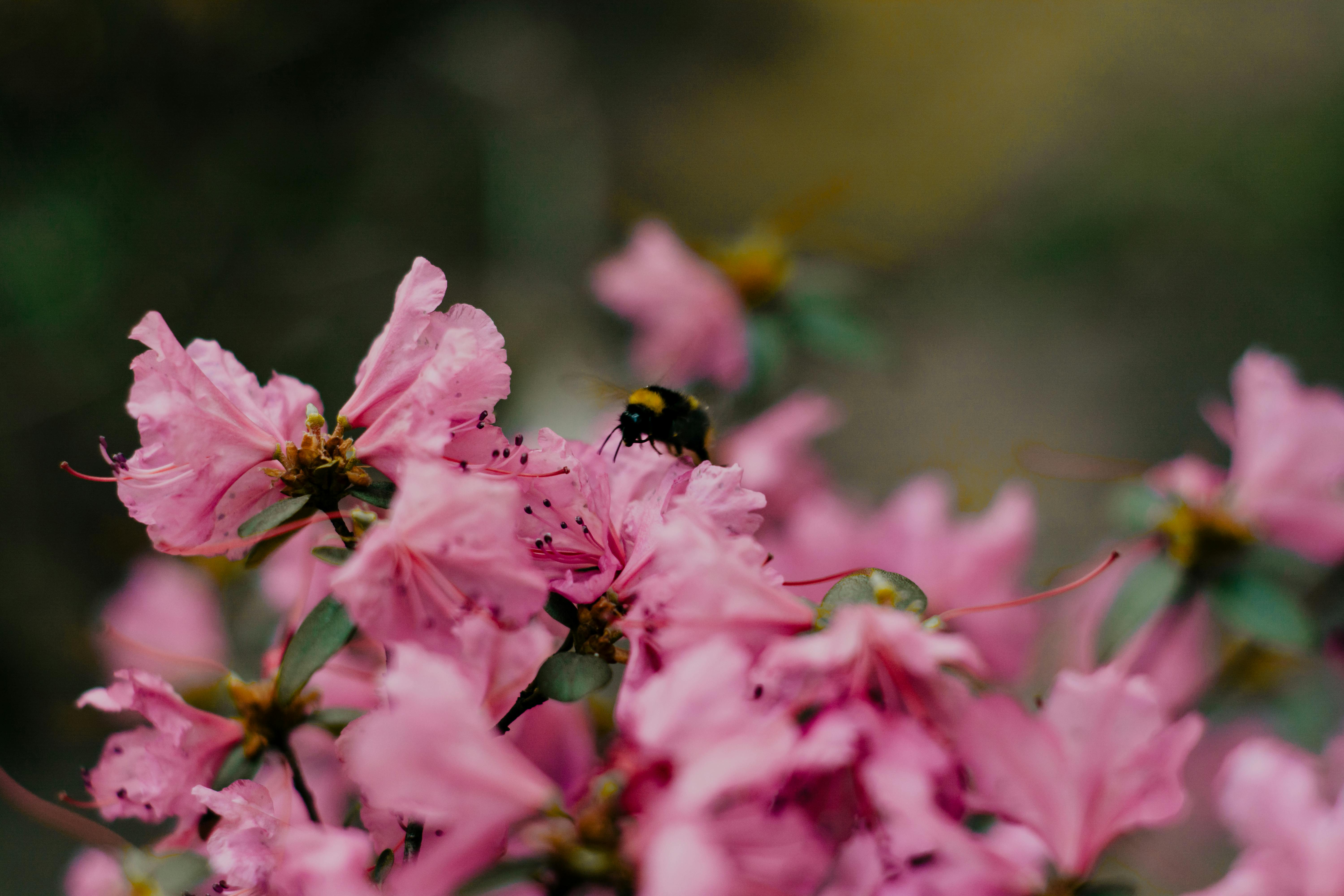 How to Eat Bee Pollen